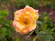 423960506 Orange rose